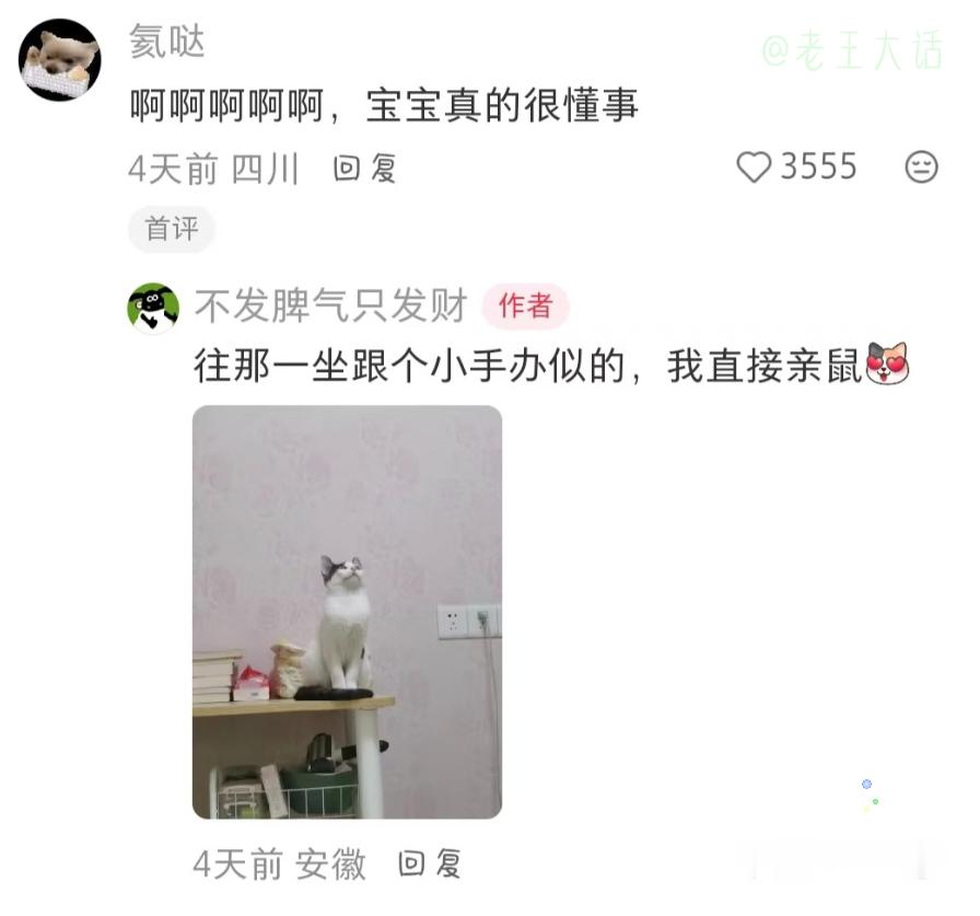 猫能听懂人说话