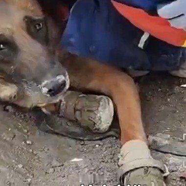 搜救犬在吉隆口岸搜救累到趴地辛苦了[祈祷]  ​​​