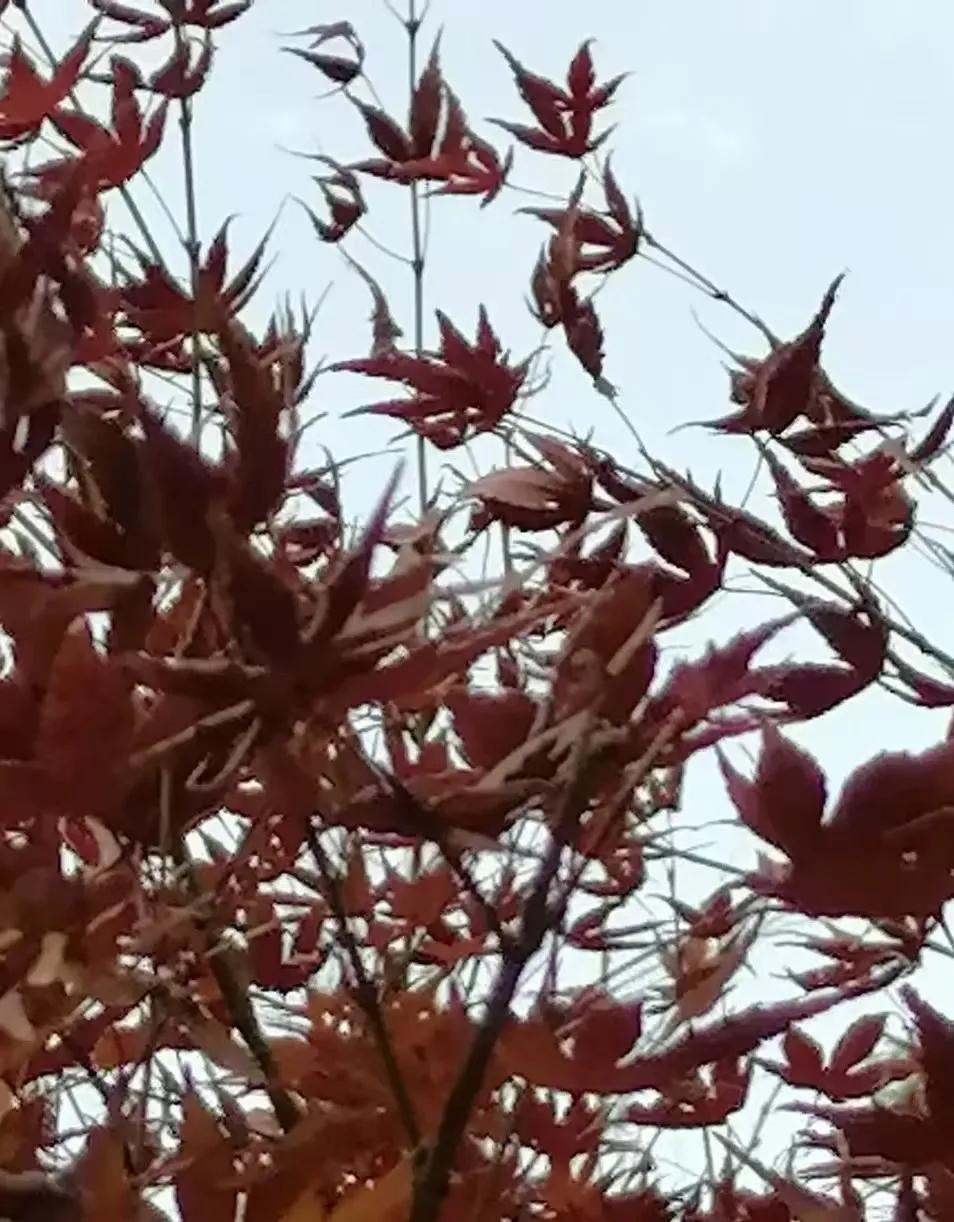  谋略的顶尖层次，是以利他之名，巧妙地完成自身的布局，让对方不知不觉入局。