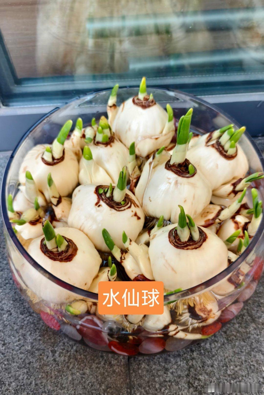 盒马误送有毒水仙球致老人孩子中毒明显感觉现在盒马的东西的质量不如最开始那会儿了前