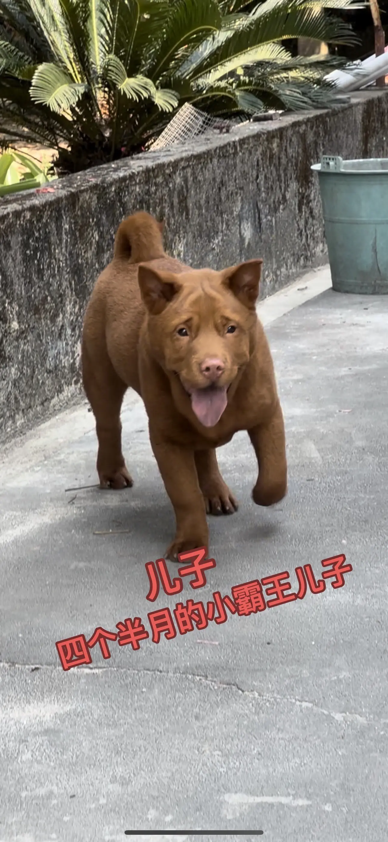 小霸王四个半月的儿子。这条会不会是第二条克隆版小霸王
小霸王4个多月和它儿子4个多月的对比图，不说的话，可能都会以为是小霸王，小霸王4个多月时候，不起眼。没人看得上，还没长开，头不大，耳朵却和巴掌一样大，头一爆。现在没人说小霸王的耳朵大了