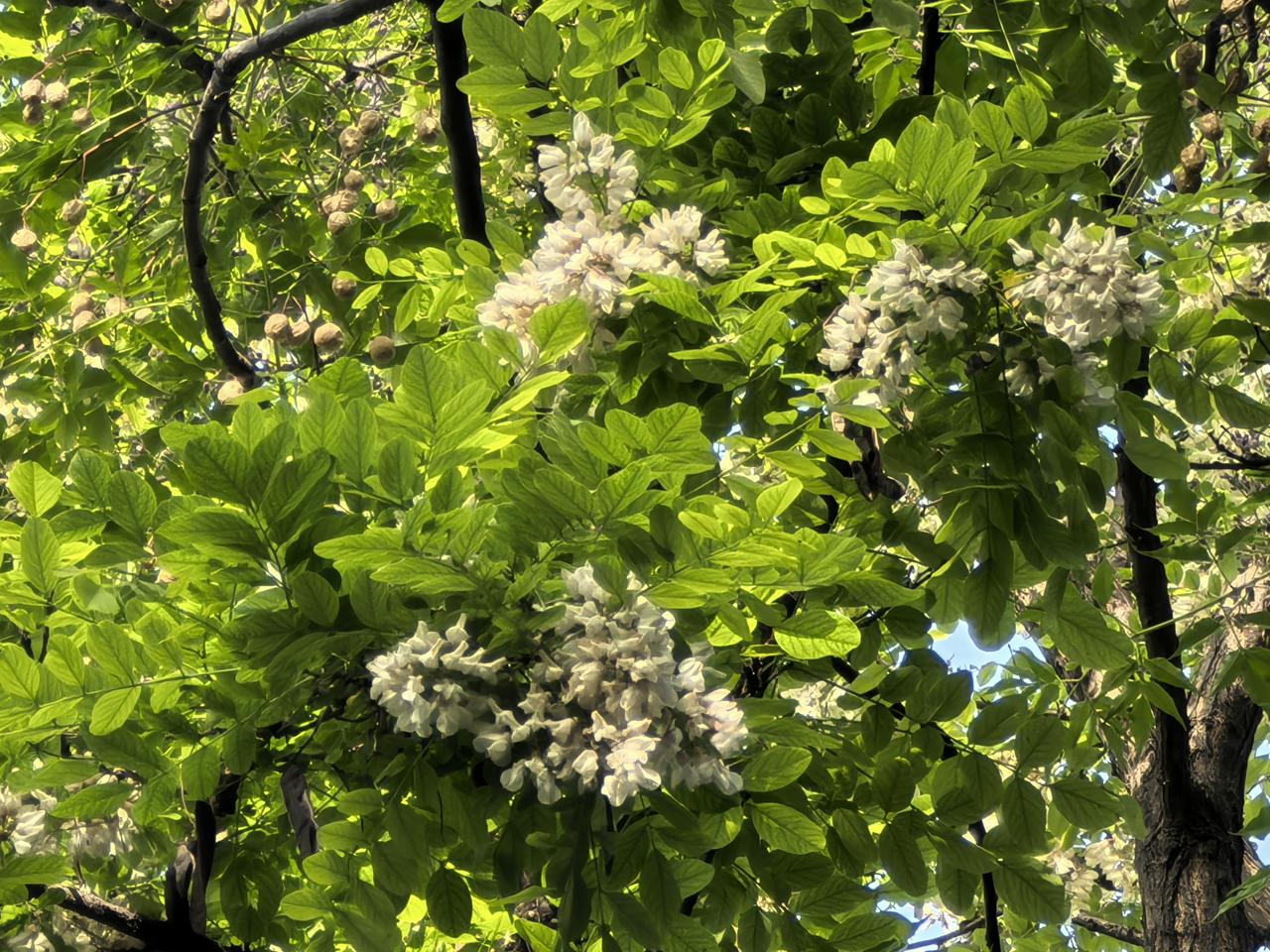 想吃老娘做的槐花饼

矢志蓝天

春夏之交，槐花盛开，雪白雪白的花朵缀满枝头，像