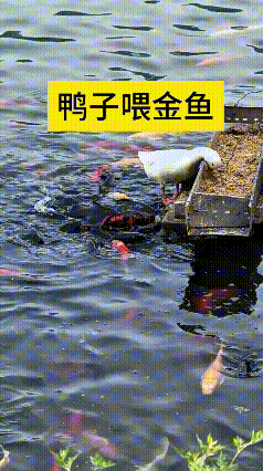 俺嘞乖乖，真是稀奇又好笑！
谁家这大白鸭太懂事了，主动帮主人喂金鱼，妥妥勤快小帮
