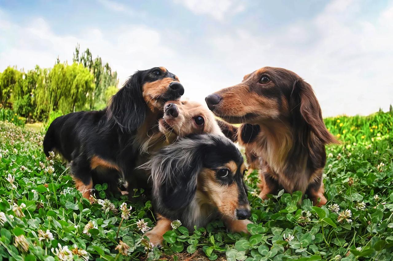 可爱的孩子养四只！！
【西安拍摄】
西安拍摄5月开始，宝子们可以约了哦🥰