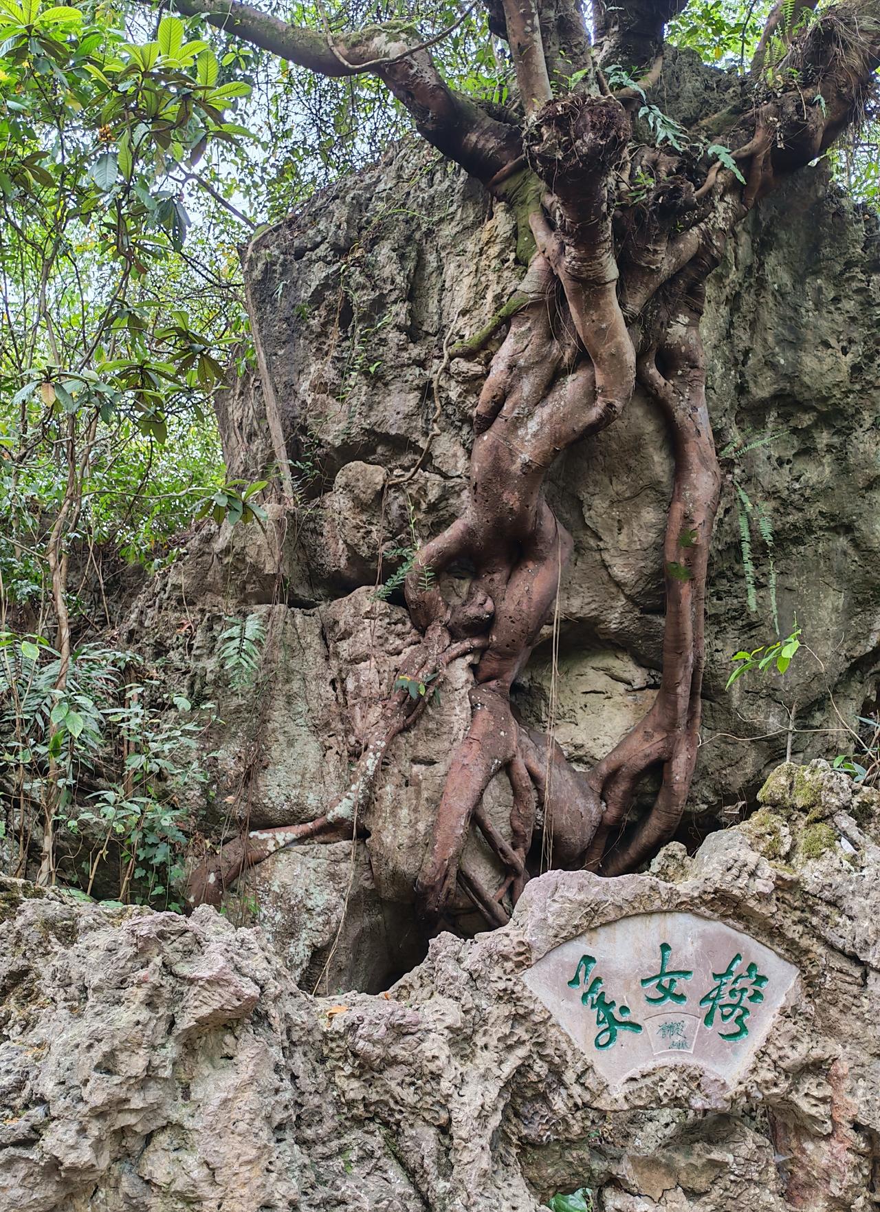 挑战一下眼力，看看你能看出几位美女。
贵州之行。黄果树景区有一棵百年古榕，高20