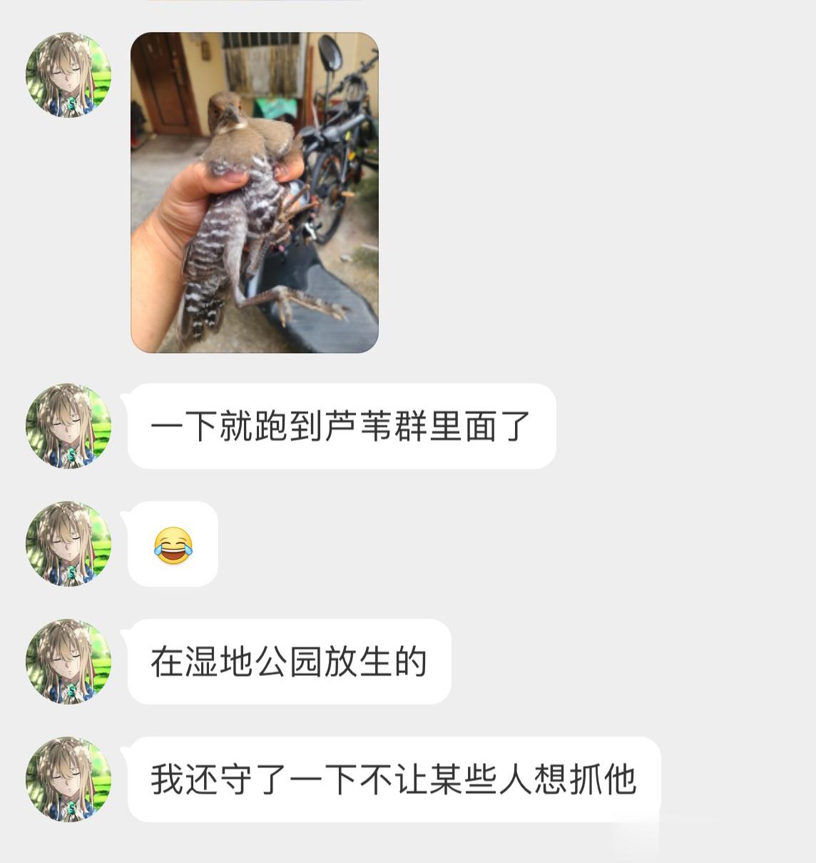 #鸟粉投稿# 把握良鸡环节捡到一只呆呆的【白喉斑秧鸡】（被命运一整个扼住🙊休息