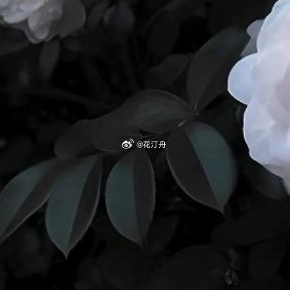 山茶花的种植方法：1. 选苗与土壤：选择健康、无病虫害的山茶花苗木，土壤要求疏松