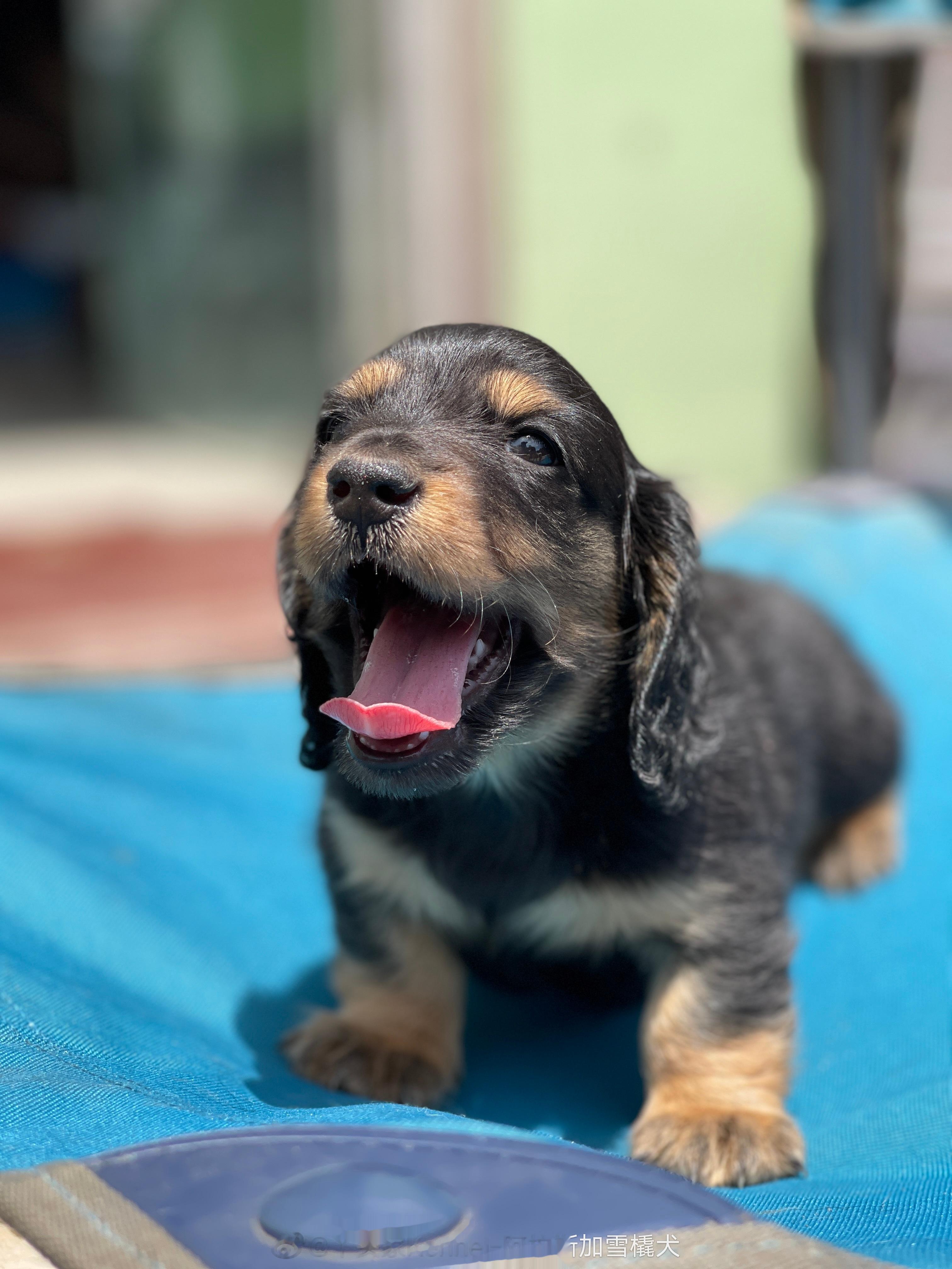 迷你长毛腊肠犬-黑金弟弟 可预定[羞嗒嗒][羞嗒嗒] ​​​