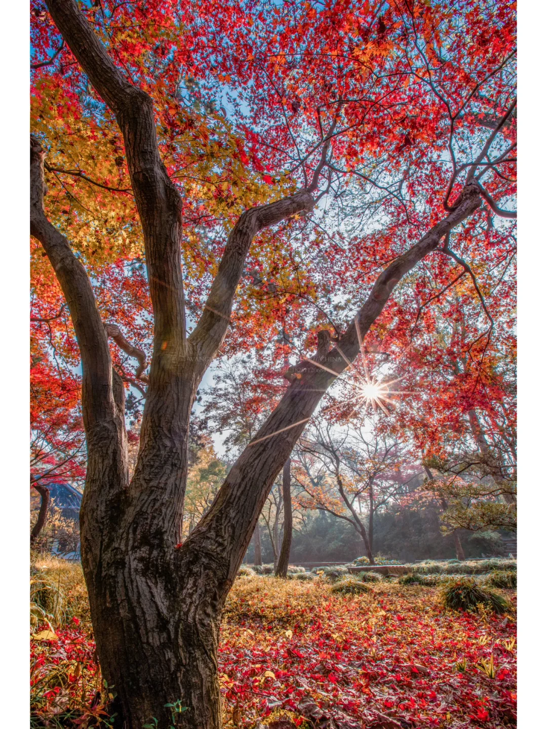 苏州打卡｜我眼中的苏州拙政园的🍂秋天🍁