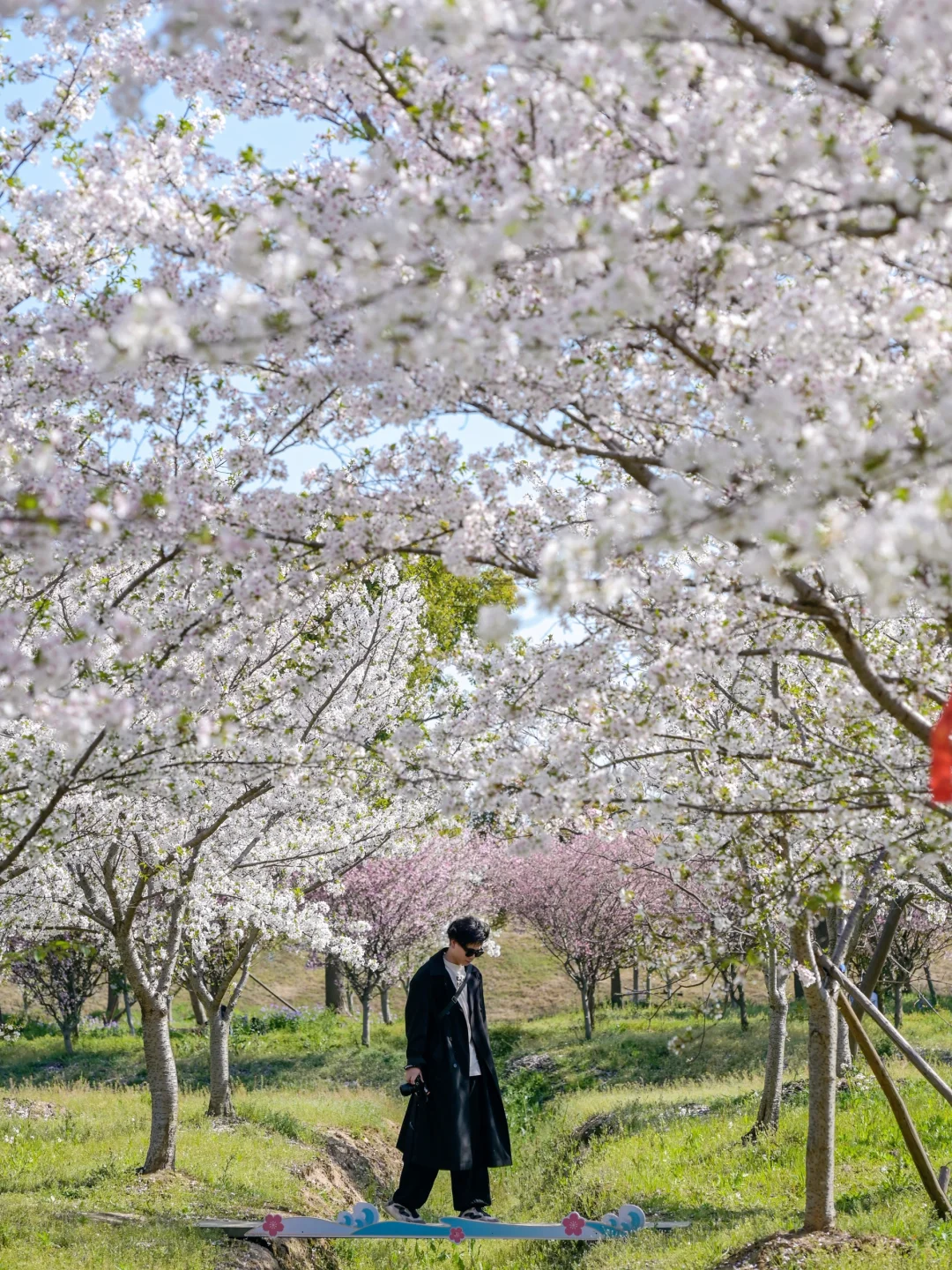 杭州1h，可以看海的冷门赏樱地🌸清明还有！