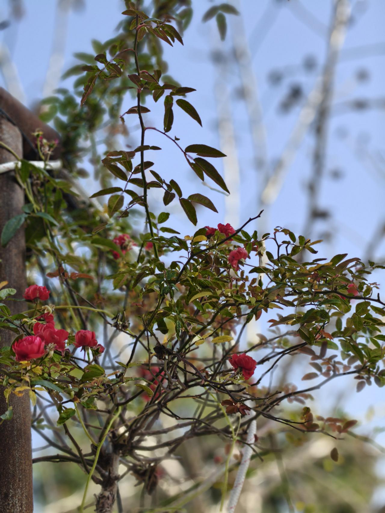 冬日生活打卡季冬日的暖阳，照着月季，让你眼前一亮。