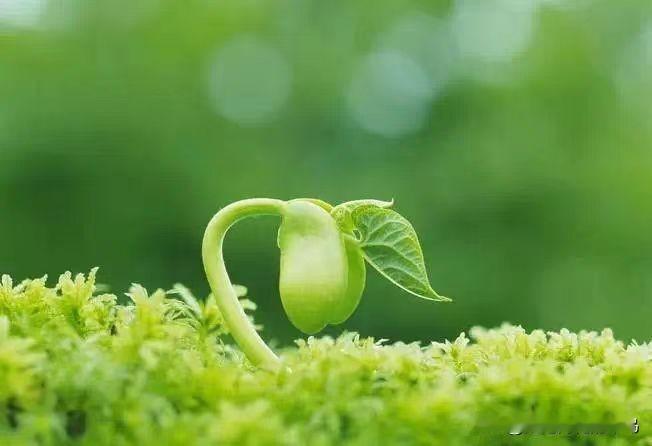 农村的青菜都比肉贵!

雨还没有停下来的迹象，就连在农村青菜都比肉贵了。

一是
