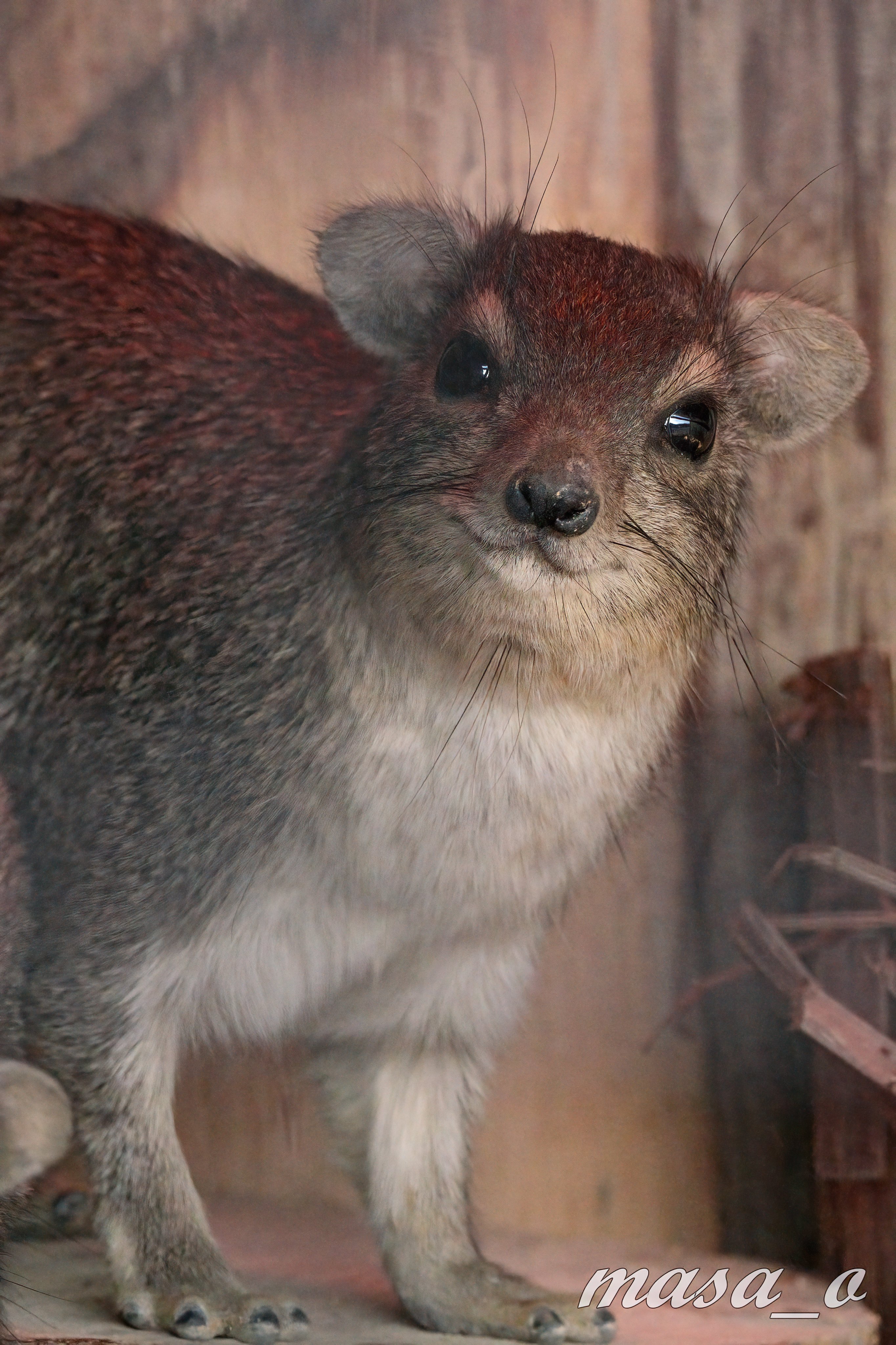 可可爱爱乖乖巧巧的蹄兔~~突然发现它们的w嘴好可爱！！虽然叫蹄兔，且外表与鼠兔和