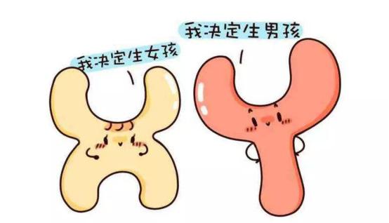#健康真探社#【为啥有人一直生女儿，有人一直生儿子？】儿女双全，是很多人的心愿。