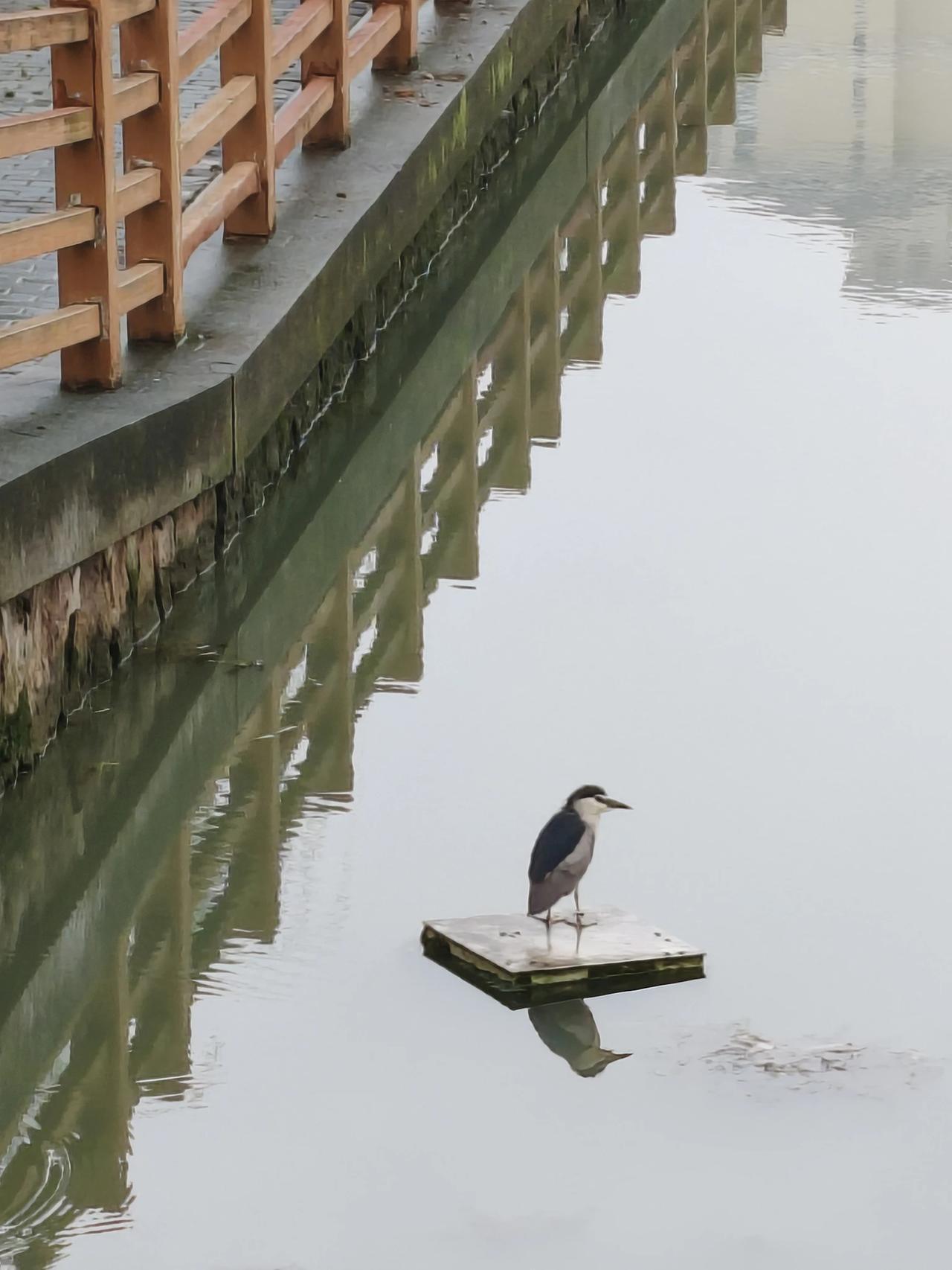 水面荷花湖边柳
板上俊鸟河中鱼