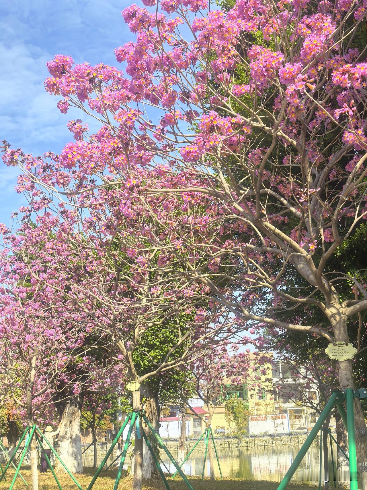 紫云压枝，春信早至。
广东紫云