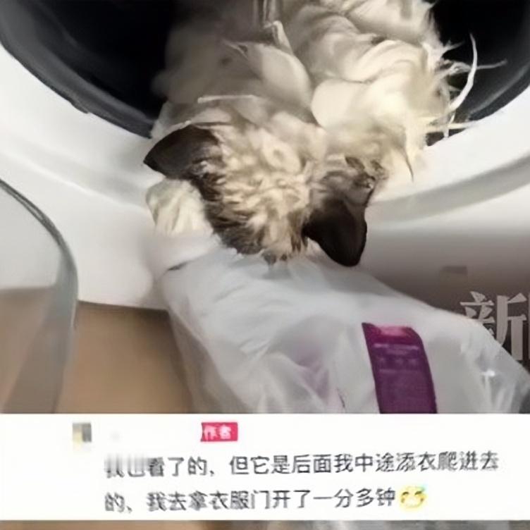 猫在洗衣机里洗了2分钟才被发现 一开始我想：关洗衣机门的时候，猫怎么不叫？后来我