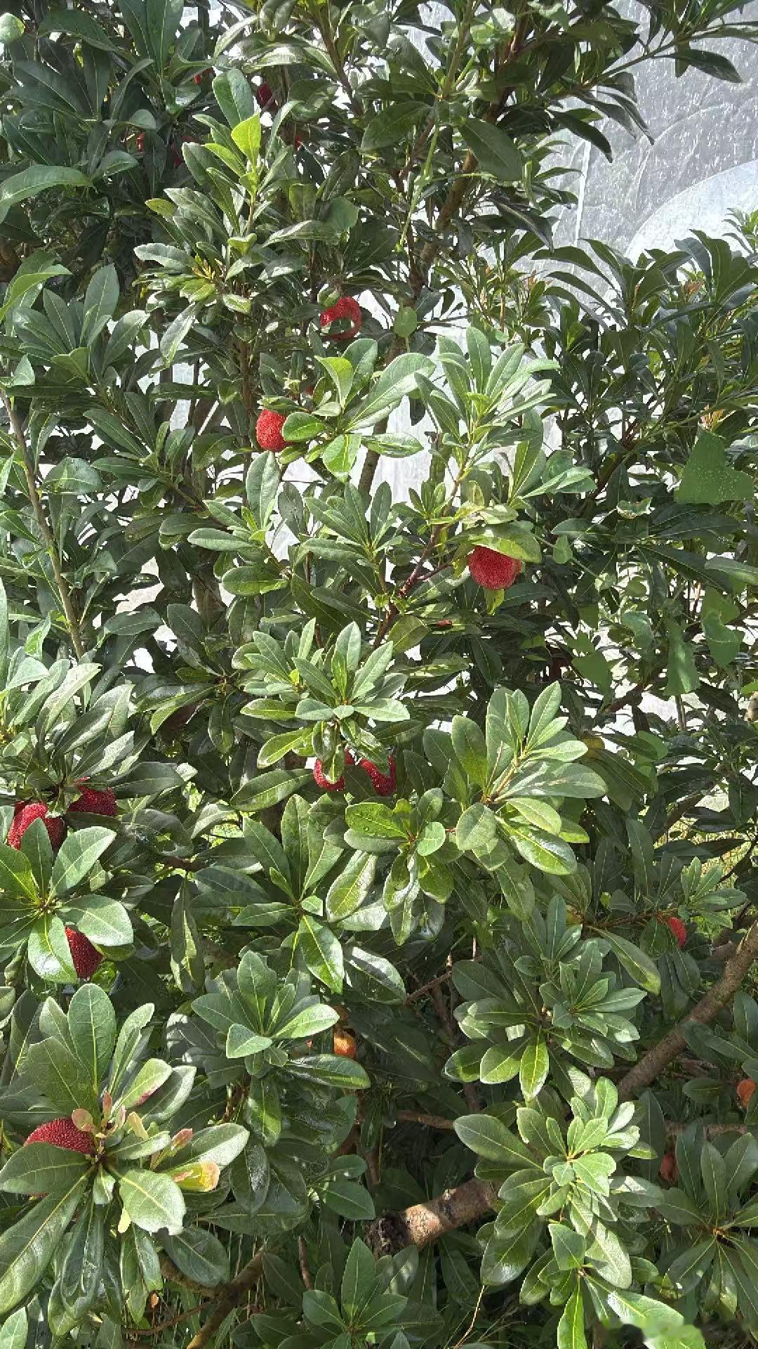 黄岩 高山东魁杨梅成熟中 