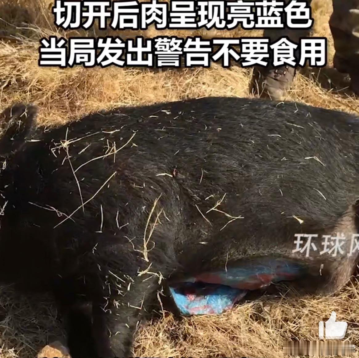 美国加州发现阿凡达色野猪肉这猪是基因问题还是后天感染的？这也太可怕了吧，如果是后