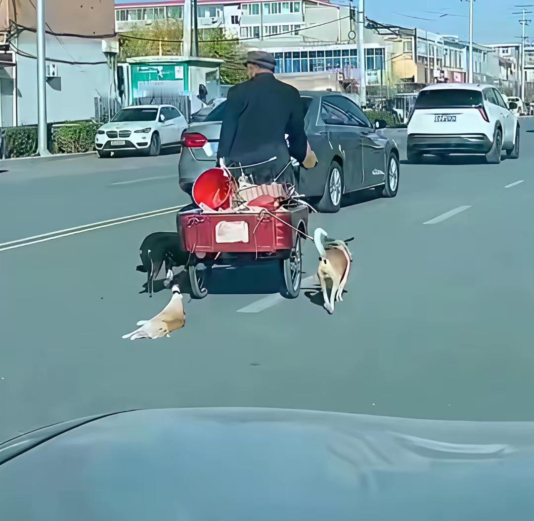 昨日，有老人在路上骑三轮车，拖着两只小狗和一只小猫，两只小狗尚能跟上他的车速，但