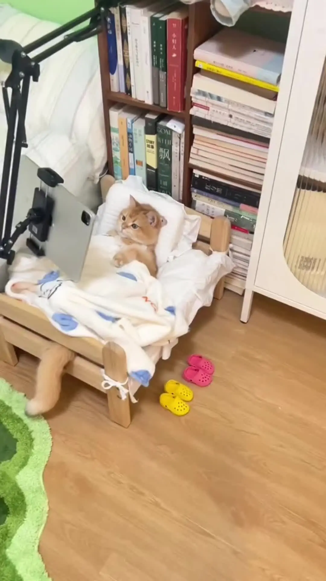 小猫这小日子，简直是我向往的人生