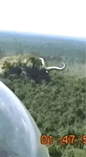 这下好了，
但是我发现后，
觉得不可思议，
还是真的有这么大的牛，
这世界早不安