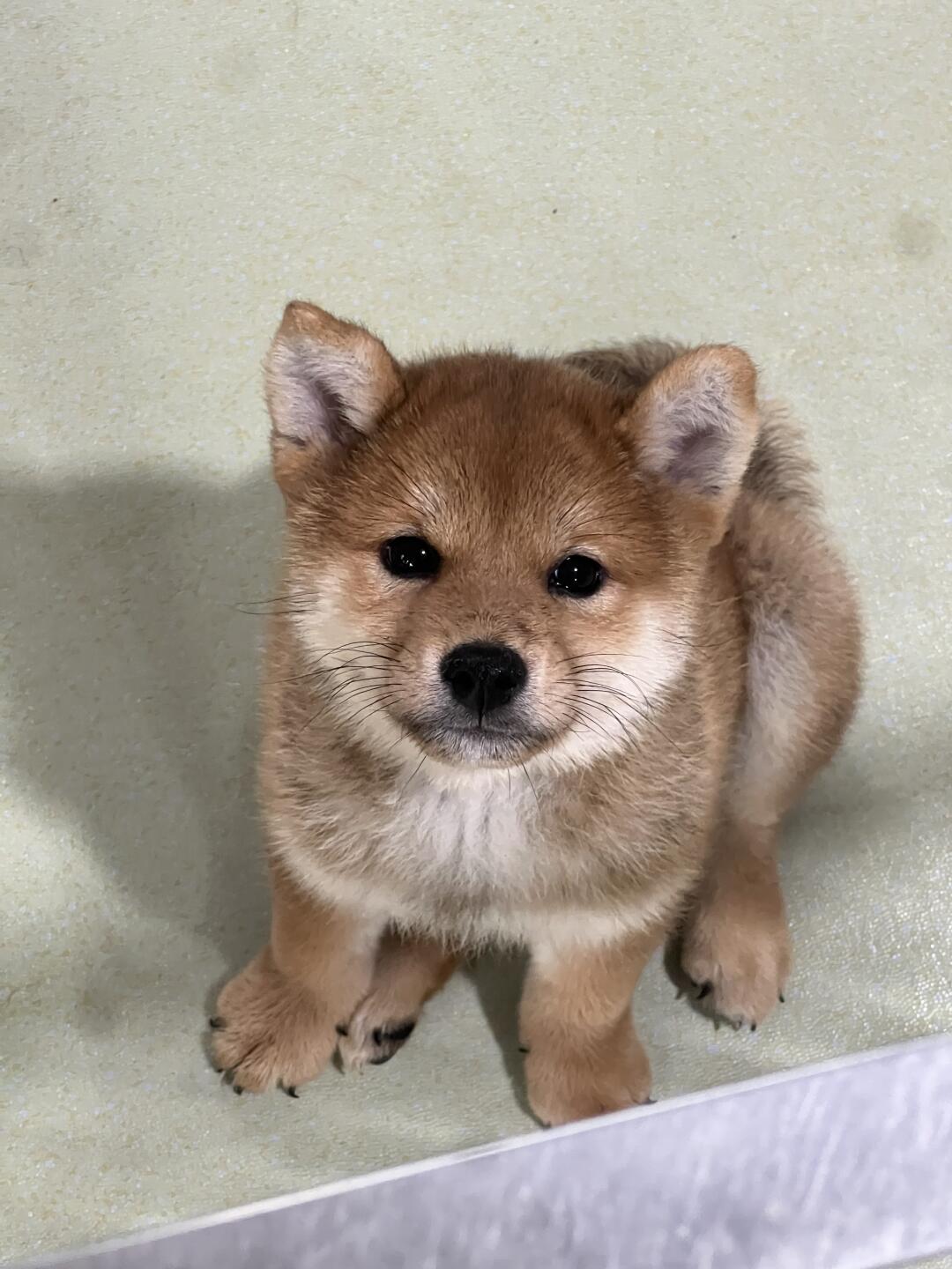 标准柴犬 | 弟弟