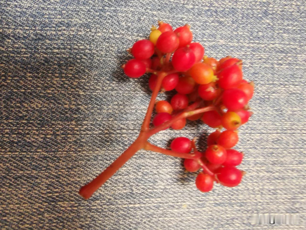 散文·《路边的珊瑚树的小果子红了》

南昌的夏，热浪似顽童肆意蹦跶，城市宛如被煮