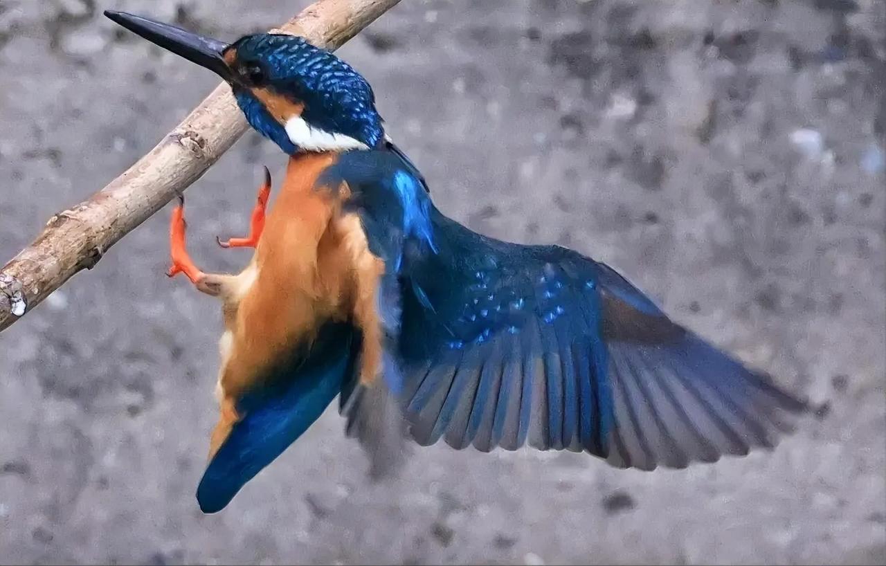 上枝