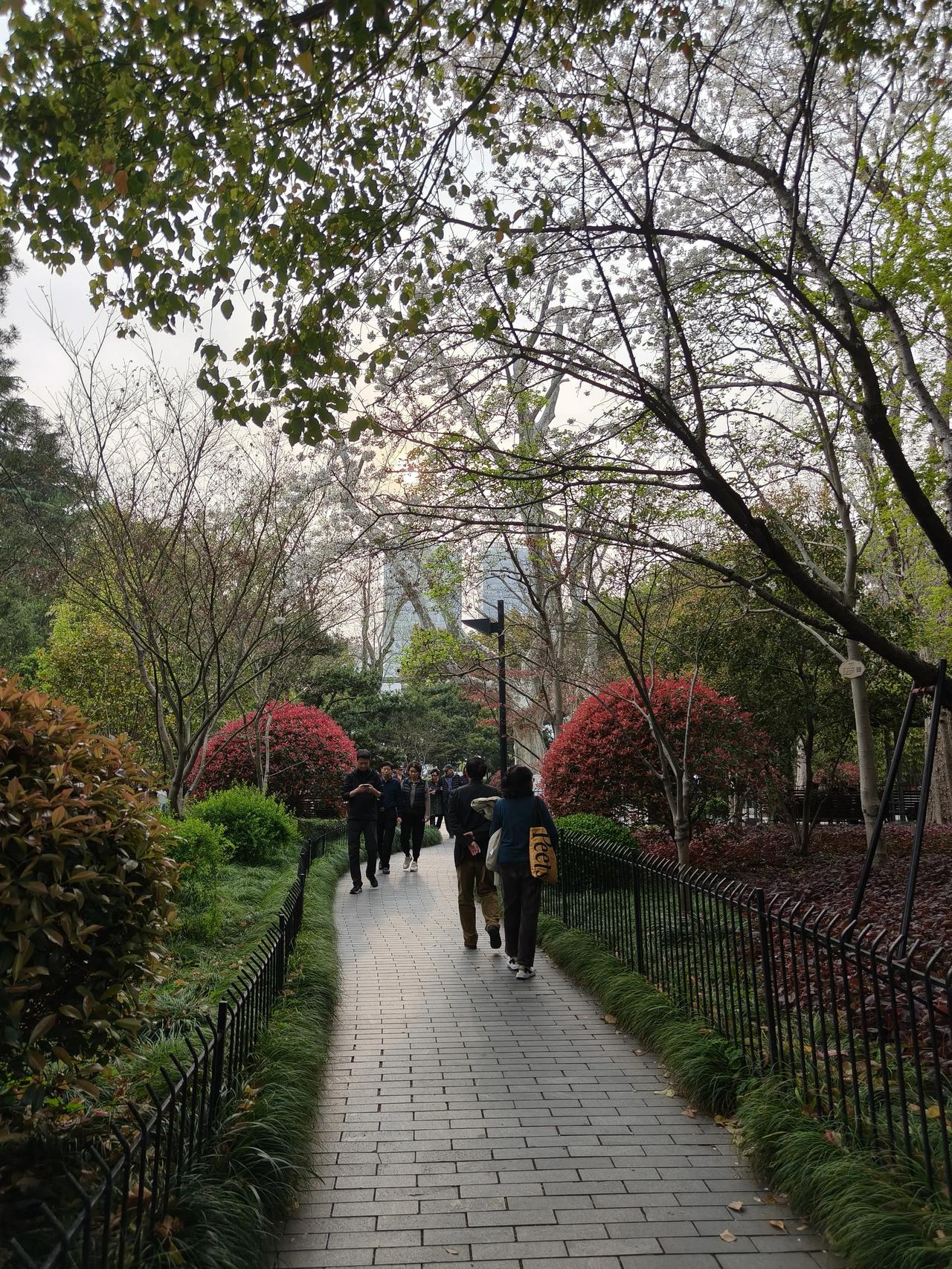 今天是清明假期第一天，
到鲁迅公园看樱花🌸去了!
人🉑真多，还好部分路段限流