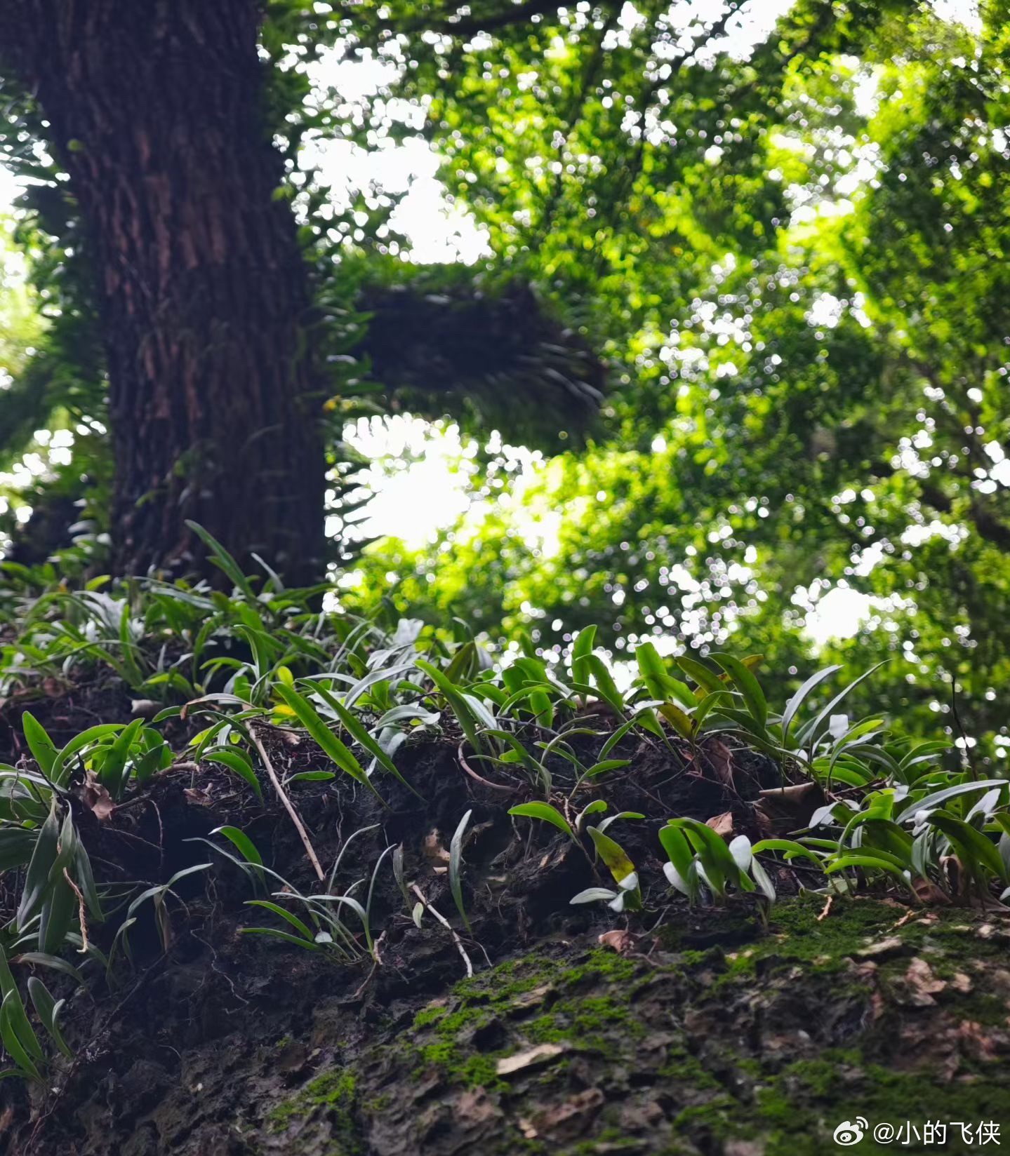 沙面📷 ​​​