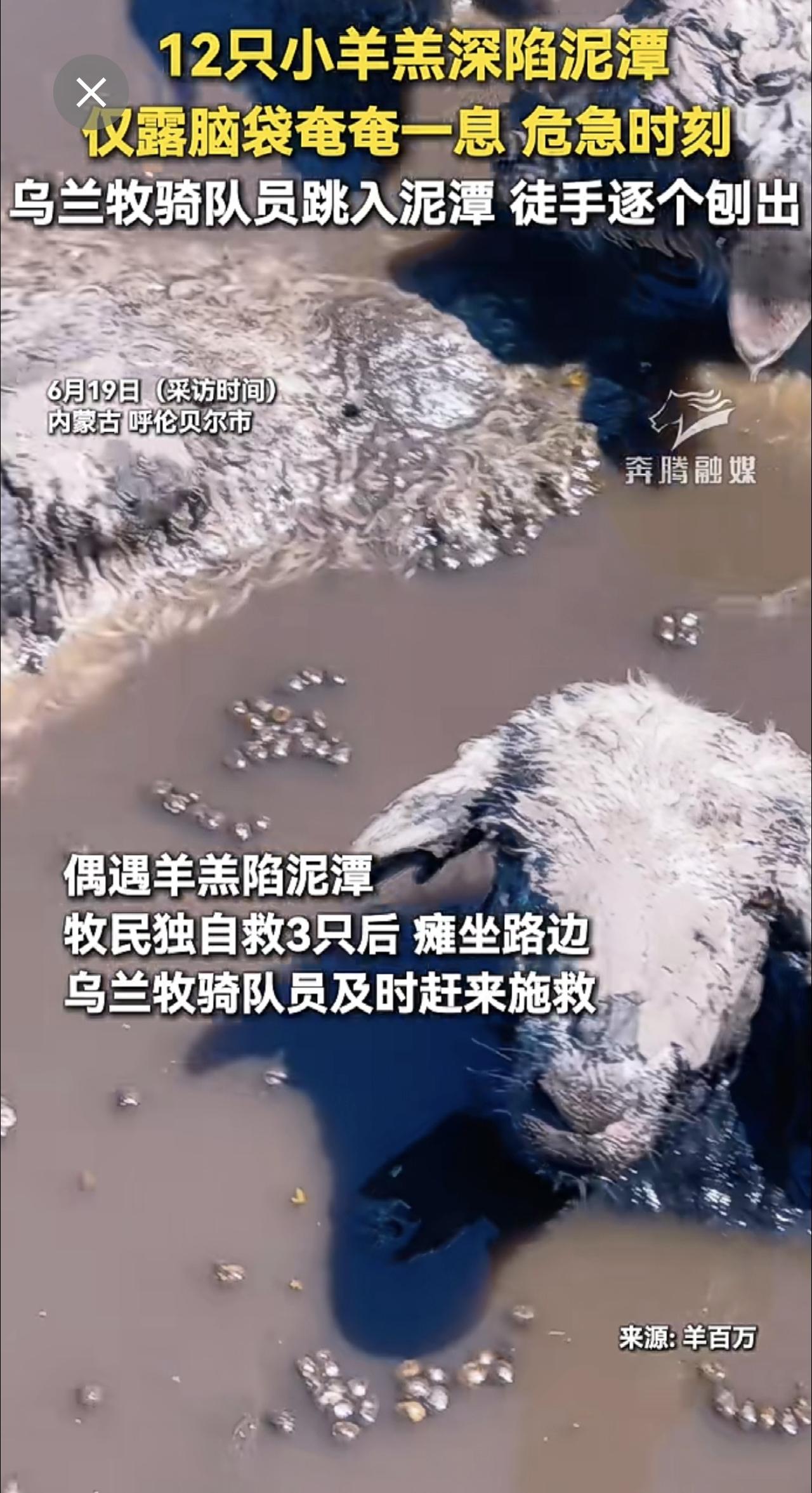 12只小羊羔深陷泥潭 仅露脑袋奄奄一息 危急时刻 乌兰牧骑队员 跳入泥潭 徒手逐