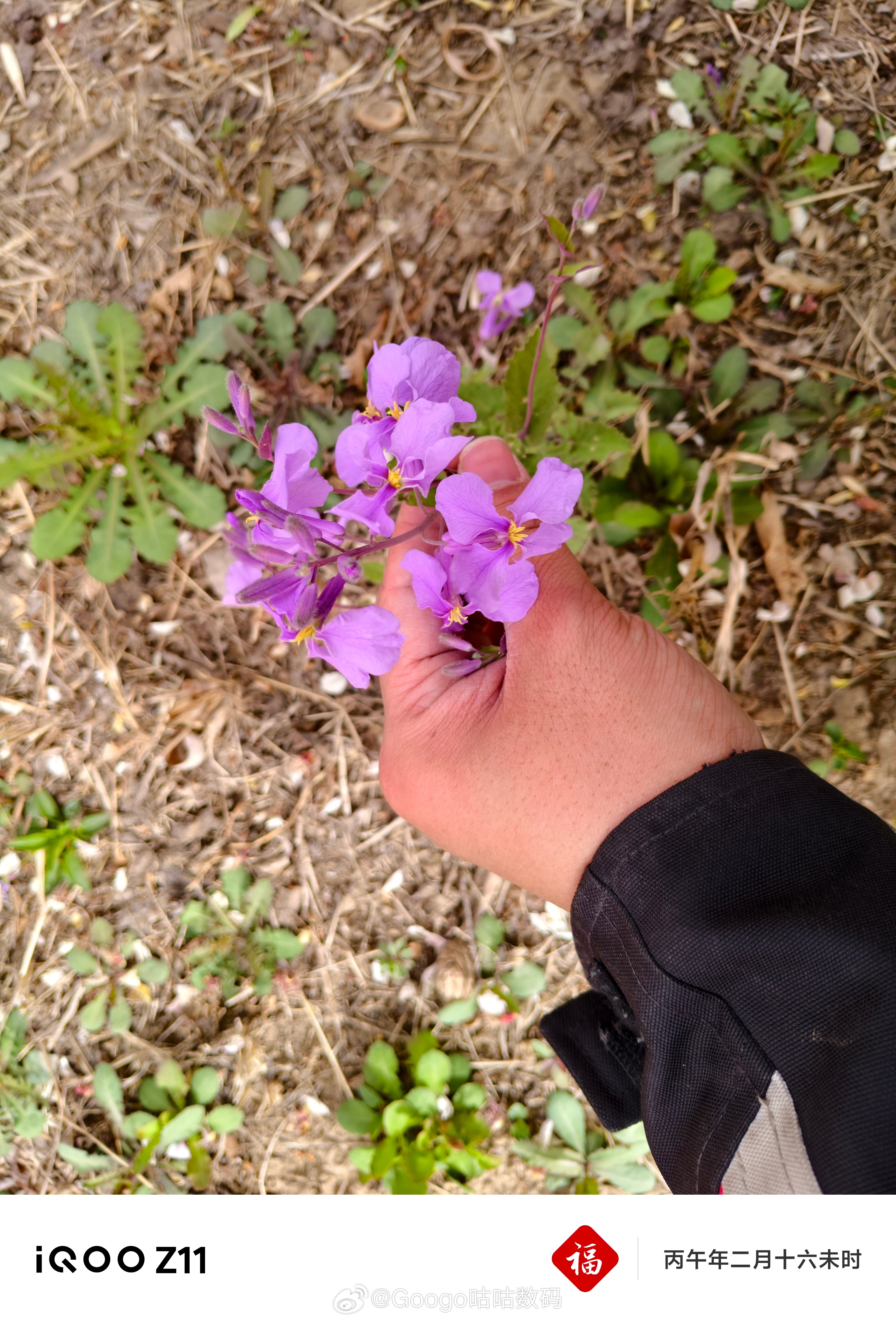 iqoo iQOO Z11这颗5000万像素的镜头解析力还是很强的细节也保留的很