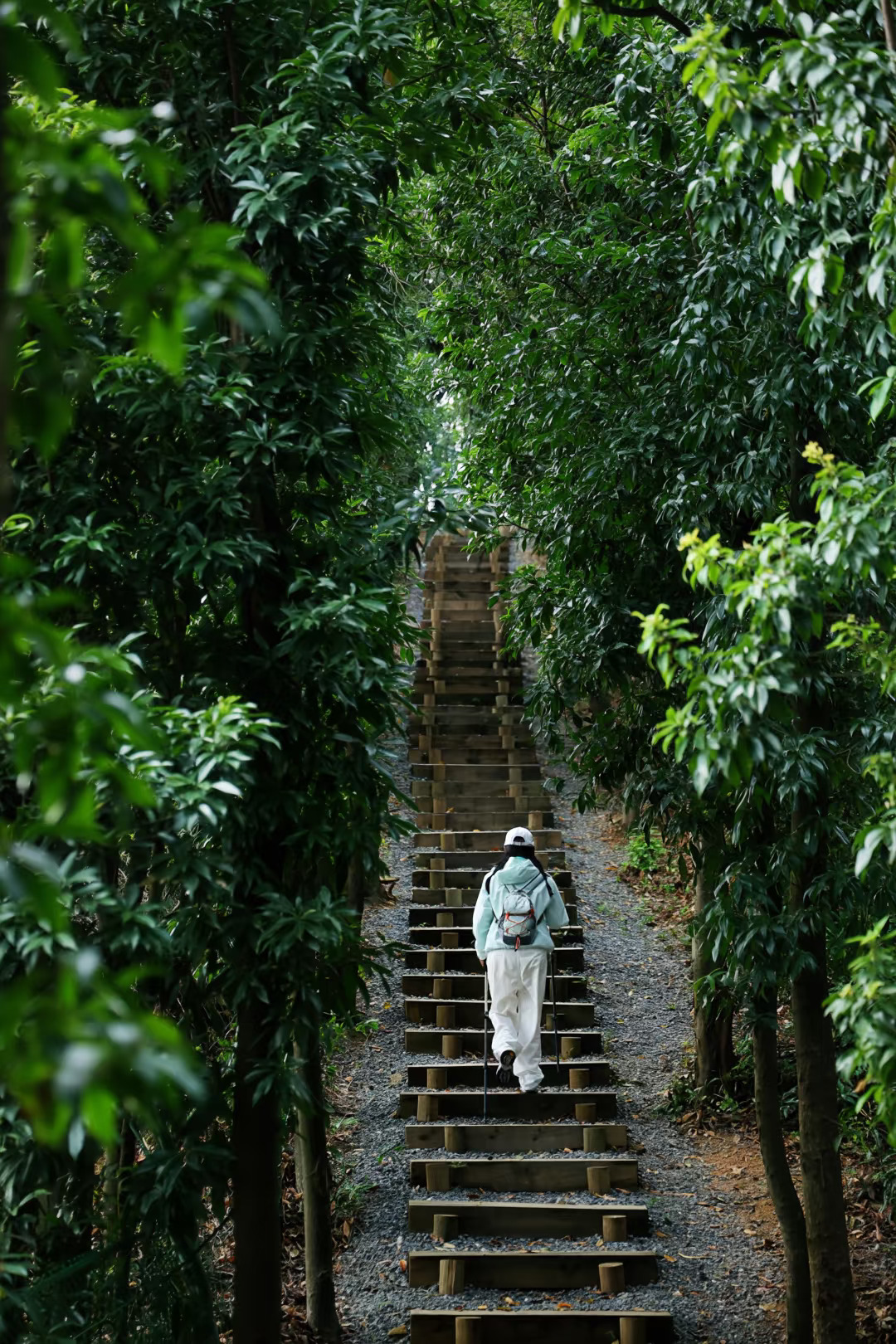 后悔才来太阳山徒步！森林吸氧真的太治愈了