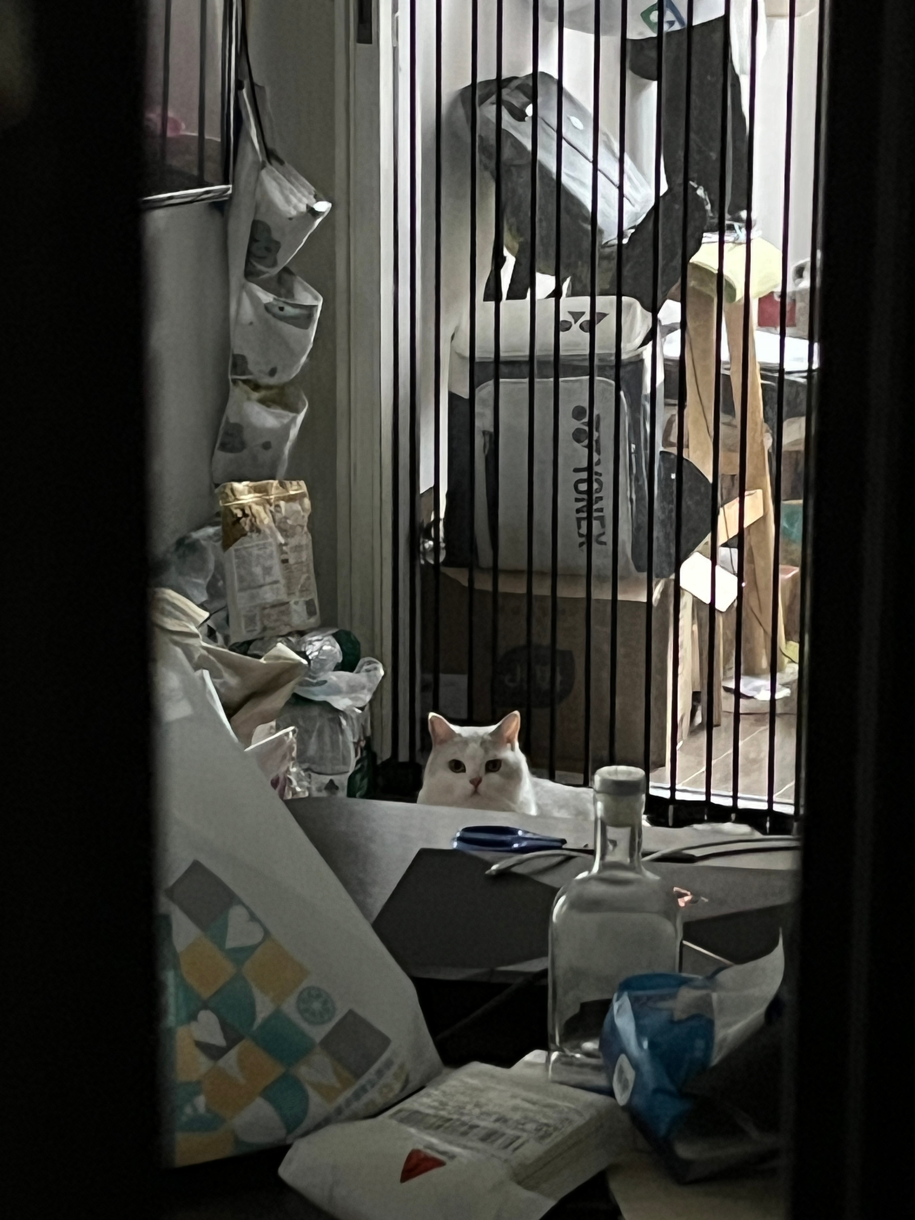 假日福利，上门喂猫 