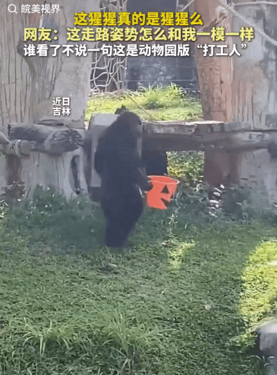 见过下班的打工人，你见过拎着俩塑料小桶溜达下班的猩猩吗？这两天吉林动物园一段视频