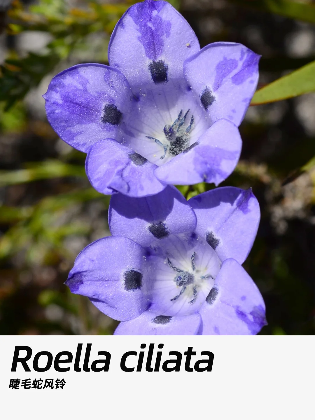 带你每天认识一种花材361｜睫毛蛇风铃