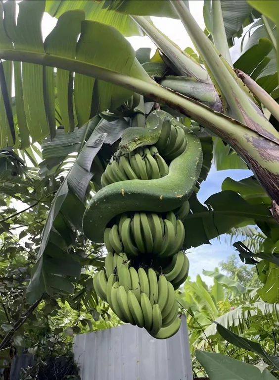 香蕉树上伪装得很好的蛇 ​​​