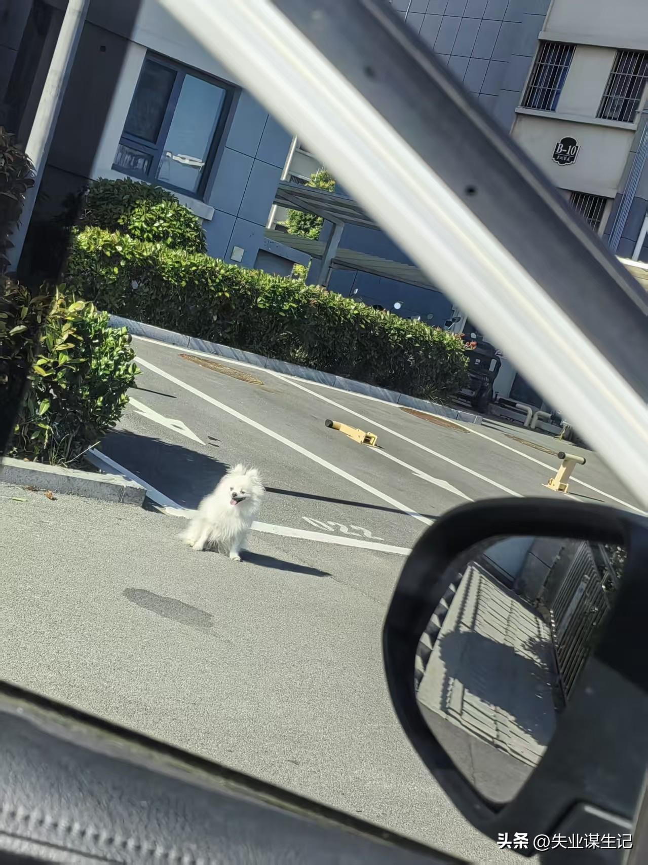 找不到家了吧？
这么热的天，
自由自在不是你做渴望的吗？
跑来跑去，
挣脱绳子的