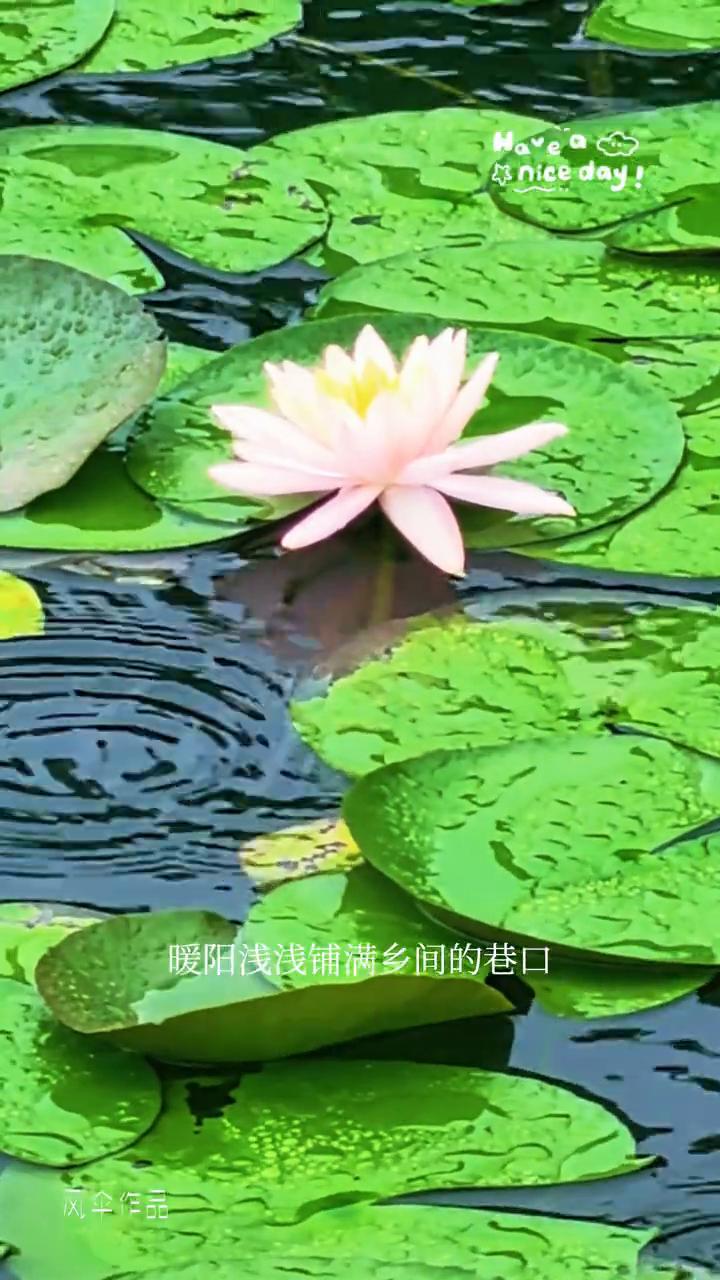 雨中听风观莲。
放慢脚步听一听夏天的风，吹开繁花醉了初夏的晴空。流年浅浅伴着清风