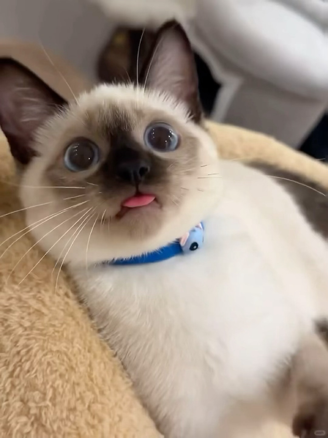 报告！捕获一只圆脸暹罗小呆瓜👅脸圆眼睛圆，连小舌头都软乎乎，可爱得想一把揣进怀
