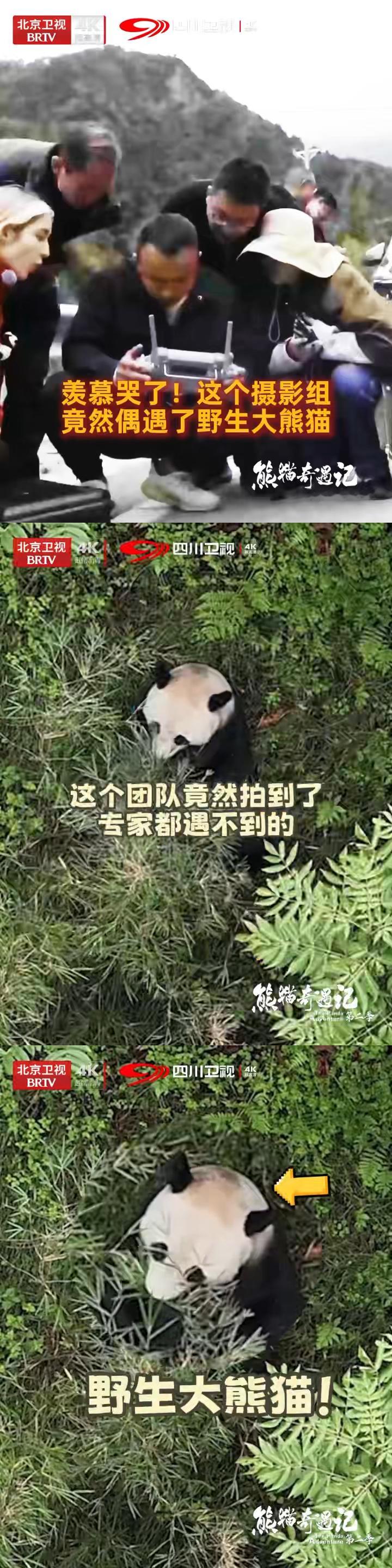 节目组四川录制偶遇野生熊猫第二季的录制故事太戳心！节目组踏遍四川山林，终与野生大