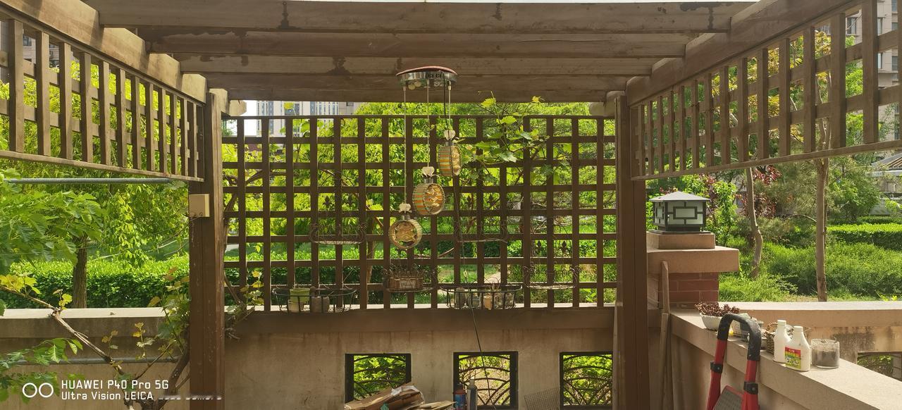 今天得闲，收拾一下我的小菜园。庭院虽然不大，但有廊有树有菜园，菜虽然种不好，但满