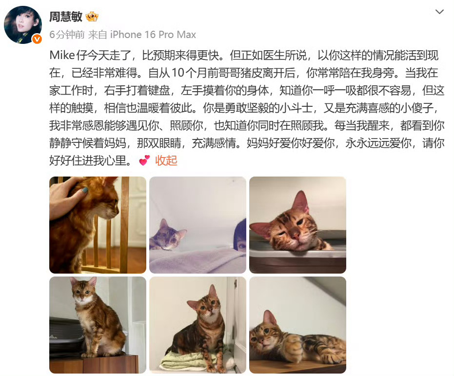 周慧敏的猫去世了养猫人看到这个真的很难不共情到