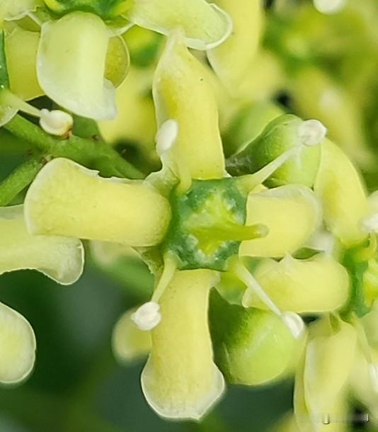 冬青卫矛花
冬青开花挺稀奇，
蛋黄花色绿心底，
一花四瓣呈十字，
萌萌白蕊若触丝
