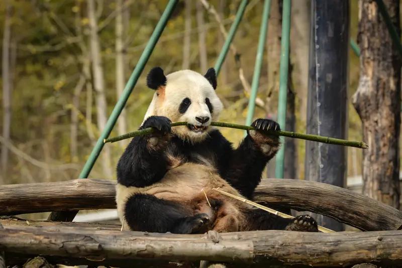 小日子：老大，你和熊猫不都谈好了吗？为什么还要挑衅熊猫？
大漂亮：谈是谈好了，就