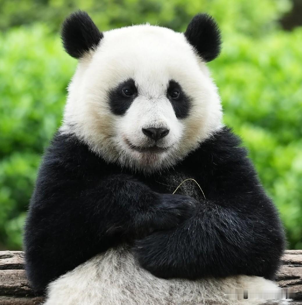 新乔是不是天生的大明星？小家伙的镜头感未免太强了吧[赞]
新乔特别会找镜头，随手