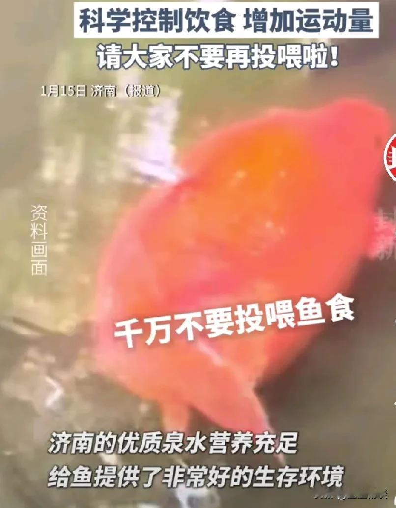 济南趵突泉的锦鲤都成了“猪鲤”了。景区保安大喇叭一直在喊:“已经撑死好几条了，请