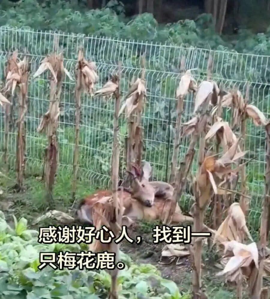 “看了让人心疼！”广西贵港，一家民营动物园遭遇3米多深洪水，上百只动物被冲走，1