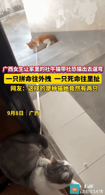 “这就是社恐和社牛的巨大反差吗？”广西，女生为了让家里的社牛猫带社恐猫出去遛弯，